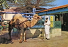 Memorabilia - 1960s - Safsaf coffee shop at La Marsa